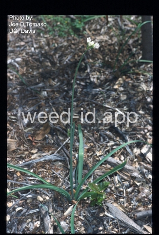 false-garlic